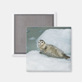 Aimant Joli phoque du port sur neige (Recto/Verso)