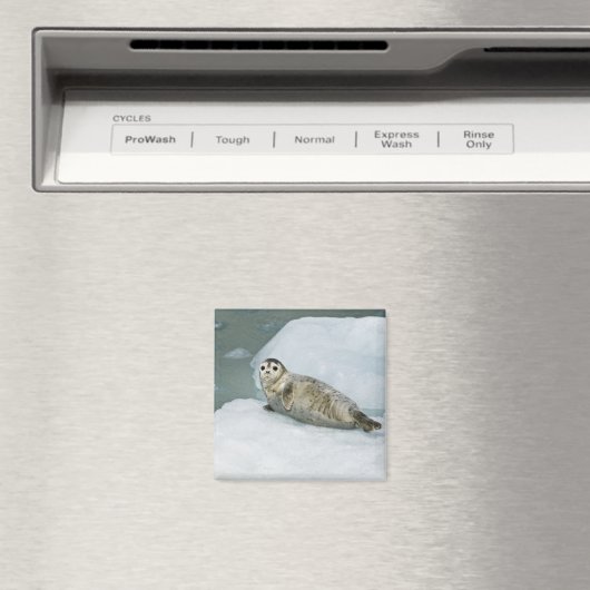 Aimant Joli phoque du port sur neige (In Situ (Lave-vaisselle))