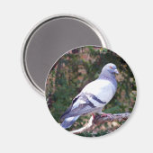 Aimant Joli Pigeon (Recto/Verso)