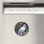 Aimant Joli Pigeon (In Situ (Lave-vaisselle))