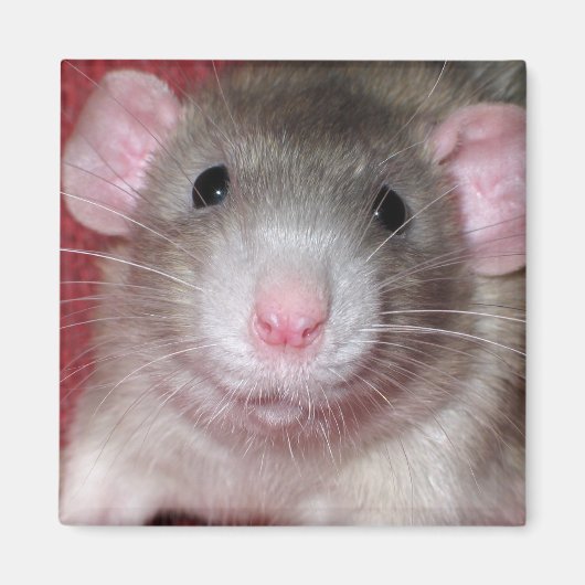 Aimant Joli Rat Dumbo (Devant)