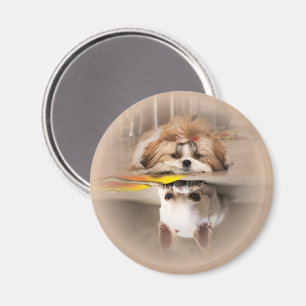 Aimant Joli shih tzu et chihuahua