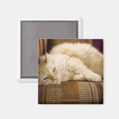 Aimant Joli tabi chat jaune allongé sur un canapé. (Recto/Verso)