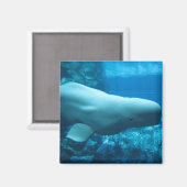 Aimant Jolie Baleine Beluga En Aquarium En Géorgie (Recto/Verso)