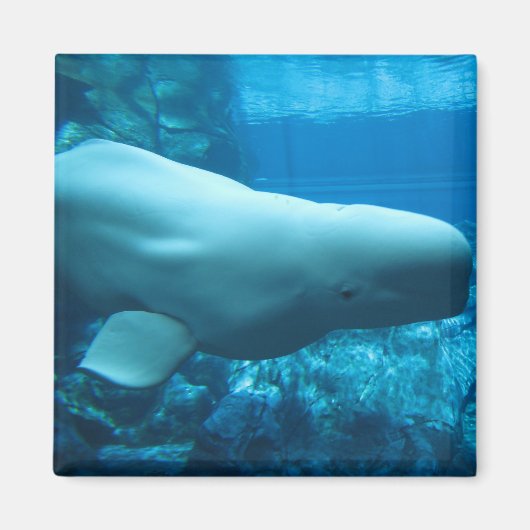 Aimant Jolie Baleine Beluga En Aquarium En Géorgie (Devant)