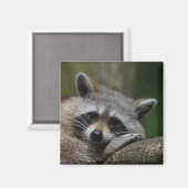 Aimant Jolie face Raccoon (Recto/Verso)