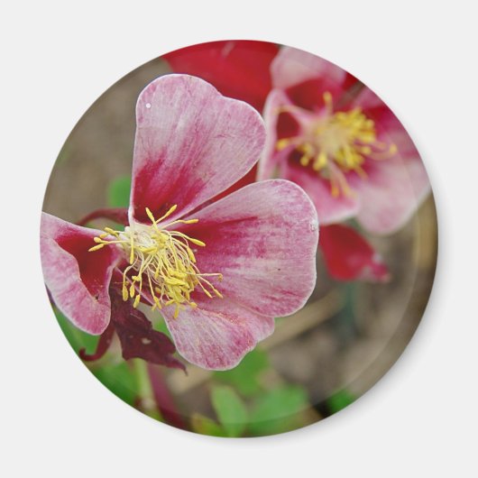 Aimant Jolie Fleur (Devant)