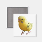 Aimant Jolie Parakeet Jaune Amical Animaux de compagnie P (Recto/Verso)