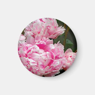 Aimant Jolie pivoines roses Photo florale