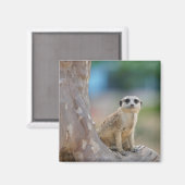 Aimant Jolie suricate assise sur un arbre (Recto/Verso)