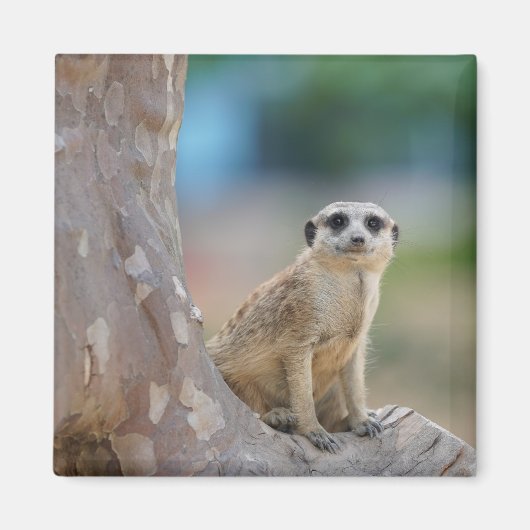 Aimant Jolie suricate assise sur un arbre (Devant)