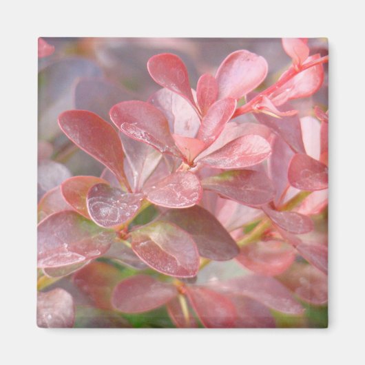 Aimant Jolies branches roses (Devant)