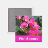 Aimant jolies fleurs de begonia rose (Recto/Verso)