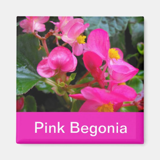 Aimant jolies fleurs de begonia rose (Devant)
