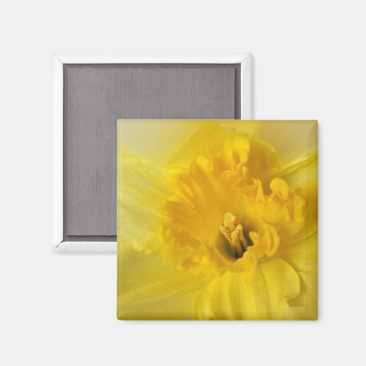 Aimant jonquille jaune (Recto/Verso)