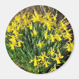 Aimant jonquille jaune printemps