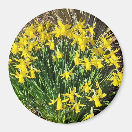Aimant jonquille jaune printemps (Devant)