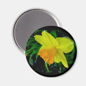 Aimant jonquille orange jaune (Recto/Verso)