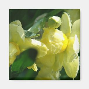 Aimant Jonquilles avec gouttelettes d'eau