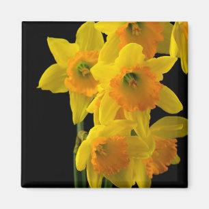 Aimant Jonquilles jaunes et oranges délicieuses