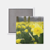 Aimant Jonquilles (RF) (Recto/Verso)