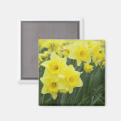 Aimant Jonquilles RF) (Recto/Verso)