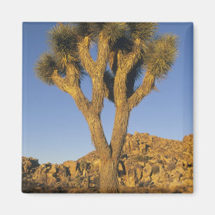 Aimant Joshua Tree, Yucca brevifolia) et granit
