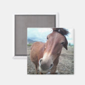 Aimant Josie la Mule (Recto/Verso)