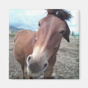 Aimant Josie la Mule