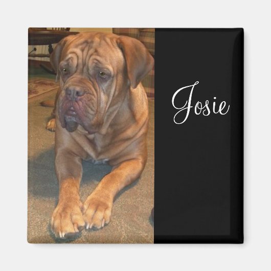 Aimant Josie le mastif. Modifier le nom de votre mastif (Devant)