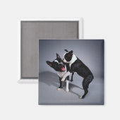 Aimant Jouer Boston Terriers (Recto/Verso)