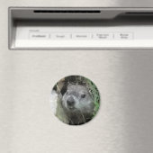 Aimant Jour de la marmotte (In Situ (Lave-vaisselle))