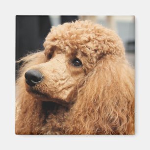 Aimant Jour des canicules 2010 #19