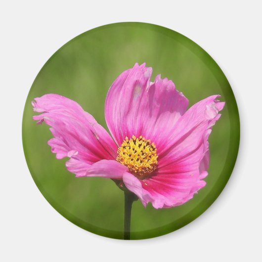 Aimant Joyeux Cosmos rose (Devant)