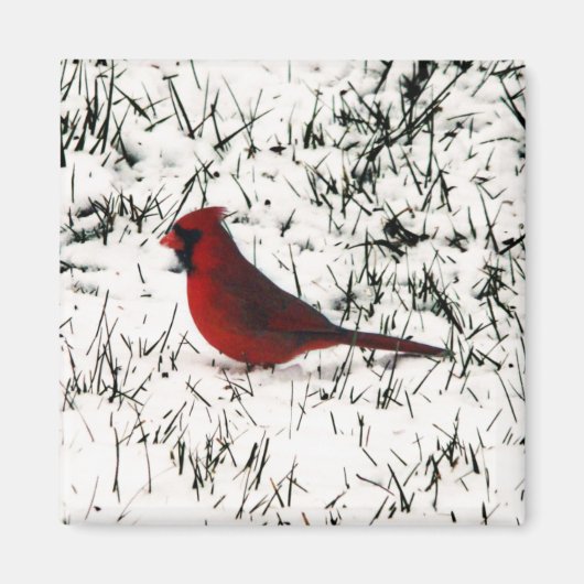 Aimant Joyeux Noël Cardinal (Devant)
