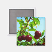 Aimant Joys d'été - cerises rouges (Recto/Verso)