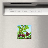 Aimant Joys d'été - cerises rouges (In Situ (Lave-vaisselle))