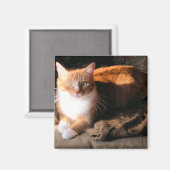 Aimant JT le chat (Recto/Verso)