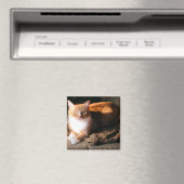Aimant JT le chat (In Situ (Lave-vaisselle))