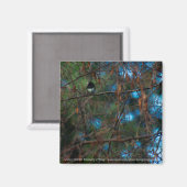 Aimant Junco (Recto/Verso)