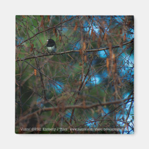 Aimant Junco