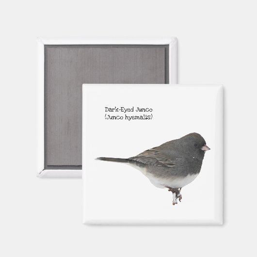 Aimant Junco à l'oeil foncé (Recto/Verso)