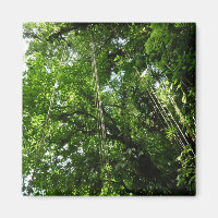Jungle Ropes Rainforest Photographie