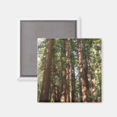 Aimant Jusqu'à Redwoods II au monument national de Muir W (Recto/Verso)