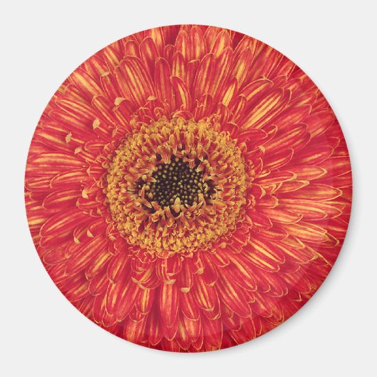 Aimant KA-Bloom ! (Devant)