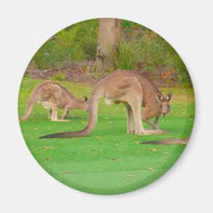 Aimant kangaroo fam