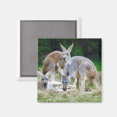 Aimant Kangaroos australien se relaxer au soleil (Recto/Verso)