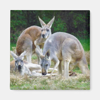 Aimant Kangaroos australien se relaxer au soleil