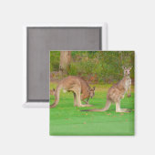 Aimant kangourous (Recto/Verso)