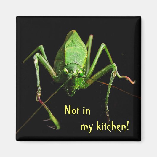 Aimant Katydid dans la cuisine (Devant)
